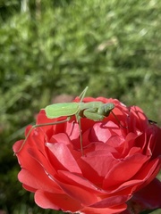 Stagmomantis limbata