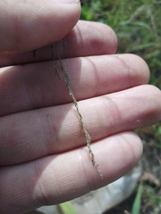 Eragrostis albensis