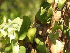 Aristolochia baetica