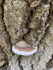Ganoderma lobatum