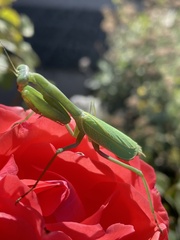Stagmomantis limbata