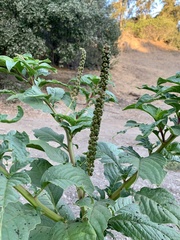 Phytolacca icosandra