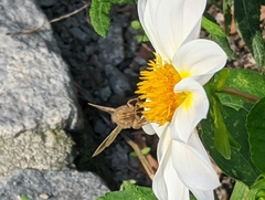 Diachrysia chrysitis