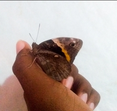 Opsiphanes invirae