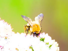 Bombus schrencki