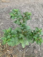 Phytolacca icosandra