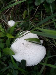 Leucocoprinus cretaceus