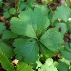 Waldsteinia fragarioides