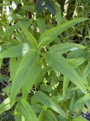 Aristeguietia salvia