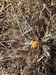 Eschscholzia californica
