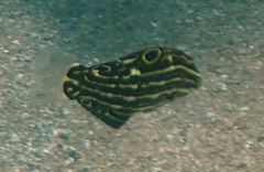 Halichoeres marginatus