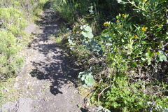 Pelargonium reniforme