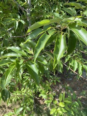 Prunus