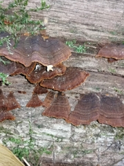 Hymenochaete rubiginosa