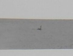 Podiceps cristatus