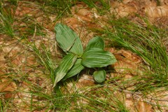 Epipactis