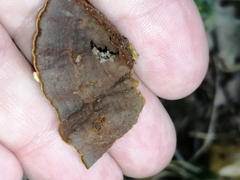 Hymenochaete rubiginosa