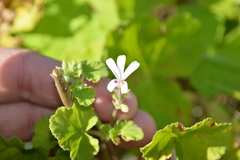 Pelargonium odoratissimum