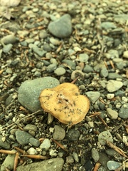 Cerioporus leptocephalus