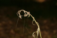 Epipactis