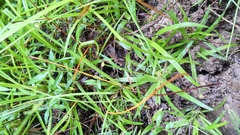 Eriocaulon truncatum