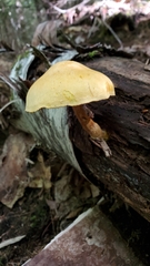 Tapinella panuoides