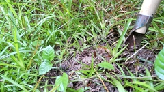 Eriocaulon truncatum