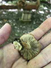 Cerioporus leptocephalus