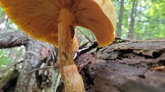 Tapinella panuoides