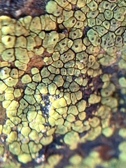 Acarospora socialis