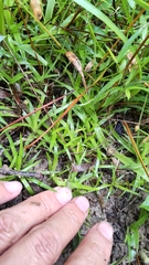 Eriocaulon truncatum