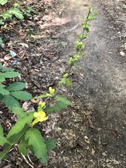 Aureolaria virginica