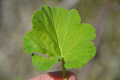 Pelargonium odoratissimum