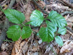 Tetrastigma lanyuense
