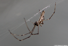 Tetragnatha elongata