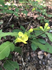 Aureolaria virginica