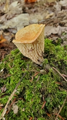 Turbinellus floccosus