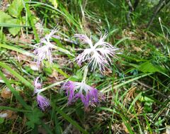 Dianthus superbus