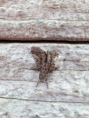Dasychira obliquata