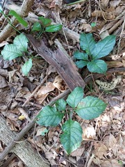 Tetrastigma lanyuense