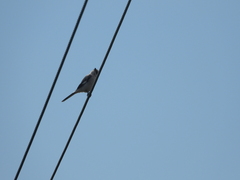 Lanius excubitor