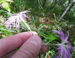 Dianthus superbus