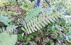Polypodium