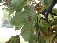 Aceria pseudoplatani