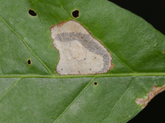 Phyllonorycter basistrigella
