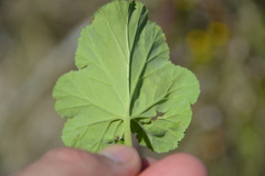 Pelargonium odoratissimum