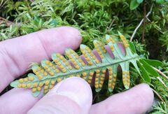 Polypodium