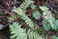 Cystopteris fragilis