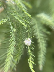 Taxodiomyia cupressiananassa