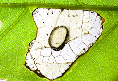 Phyllonorycter basistrigella